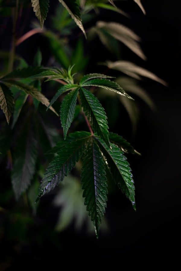 Cannabis et Technologie : L’Explosion des Innovations dans l’Industrie de la Marijuana