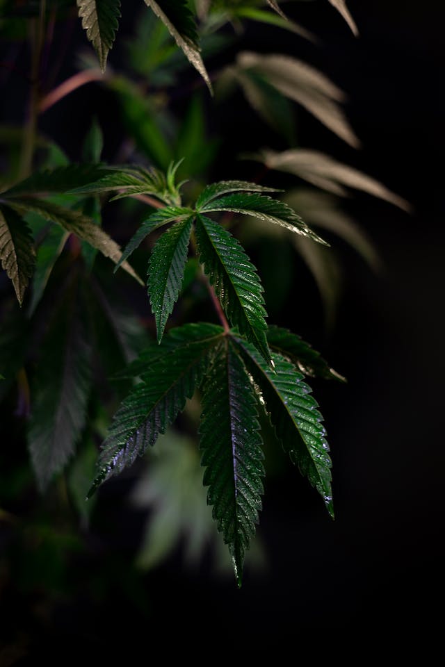 Cannabis et Technologie : L'Explosion des Innovations dans l'Industrie de la Marijuana